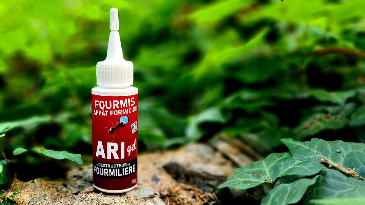Comment Traiter les Infestations de Fourmis : Guide Pratique avec Ari Gel
